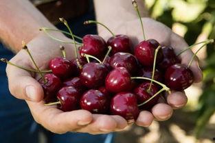 国产车厘子爆浆视频,甜蜜诱惑尽收眼底