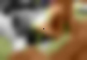 欧美国产在线测评视频